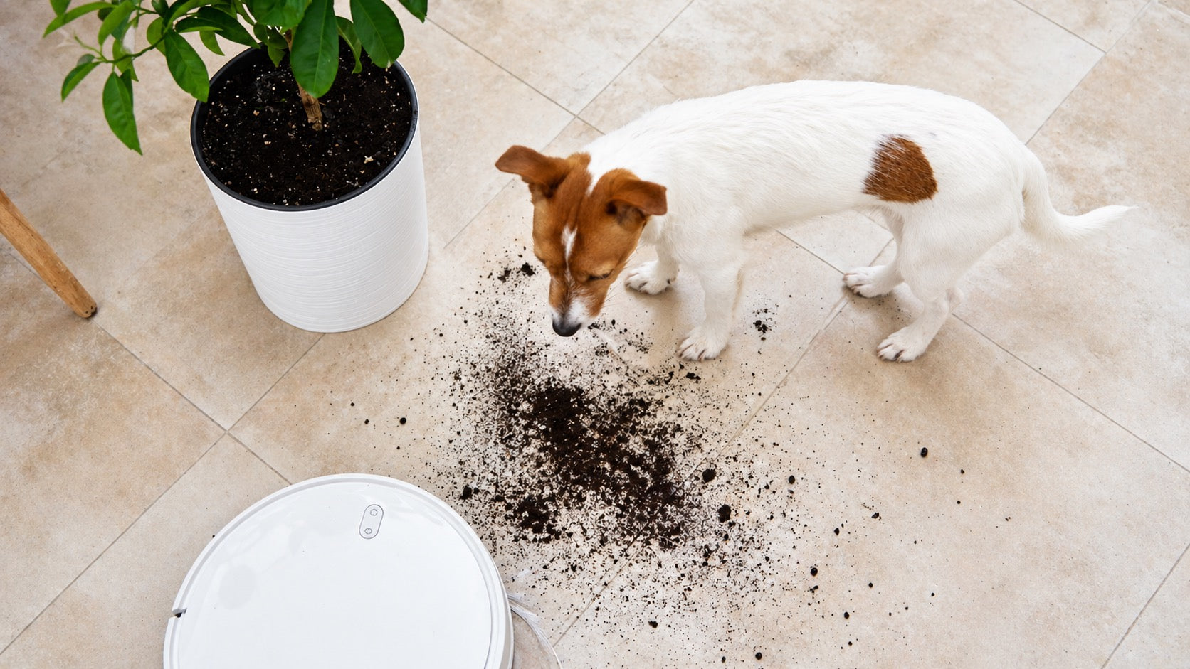 Fix-It Pet Club