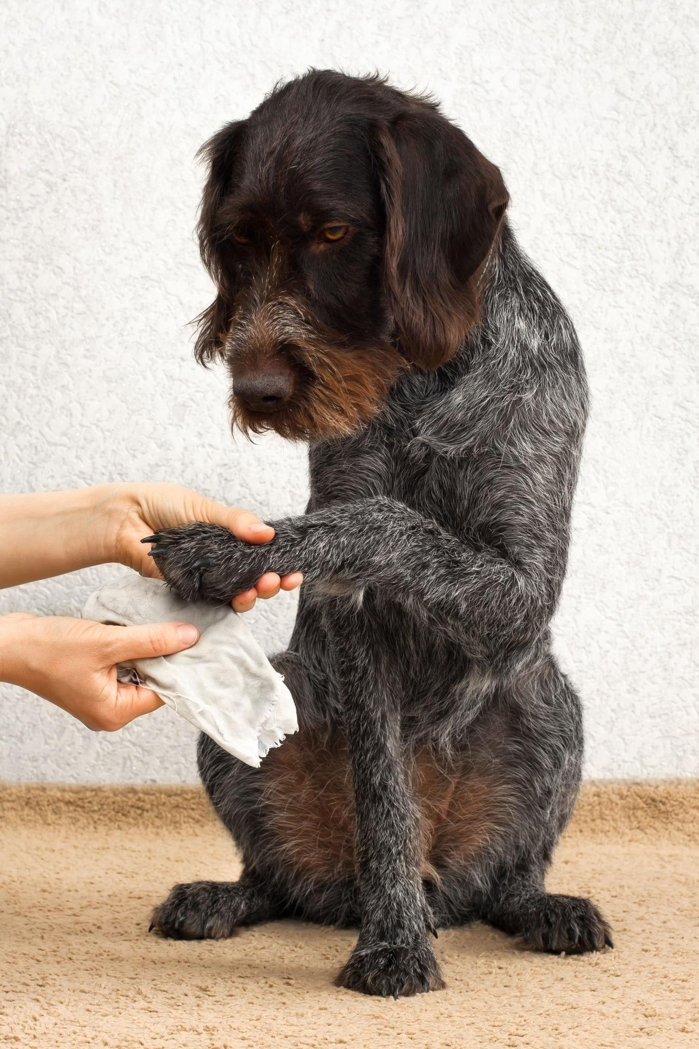 Paw Cleaners
